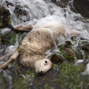Dead Sheep in Stream